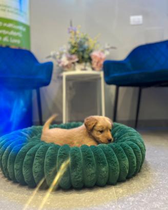 Cucciola Golden Labrador