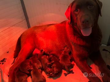 Labrador cioccolato pedigree Enci e test