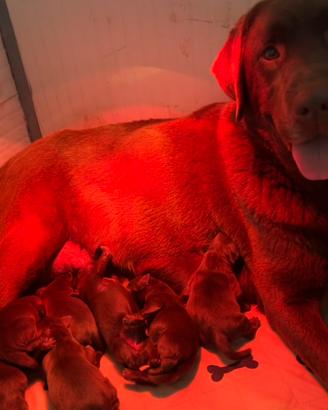 Labrador cioccolato pedigree Enci e test