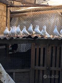 Colombe bianche matrimoni