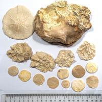 Composizione conchiglie n.4