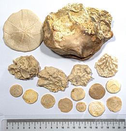 Composizione conchiglie n.4