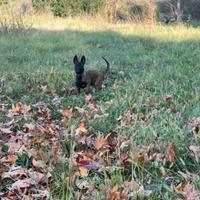 Cuccioli di pastore belga, Malinois