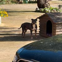 Pitbull tricolor