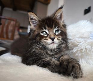 Maine coon