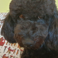 Barboncino nero per monta