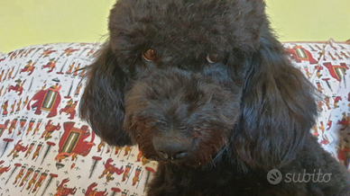 Barboncino nero per monta