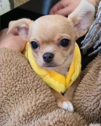 Cuccioli di Chihuahua