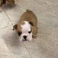 Cuccioli di bulldog inglese alta genealogia