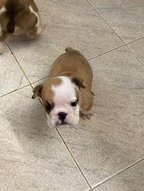 Cuccioli di bulldog inglese alta genealogia