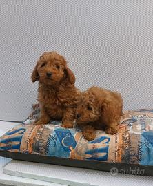 Cuccioli di barboncini