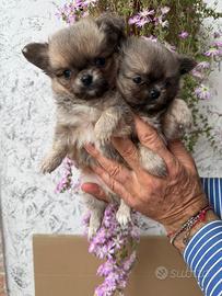 Chihuahua toy