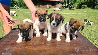 Jack russell zampa corta