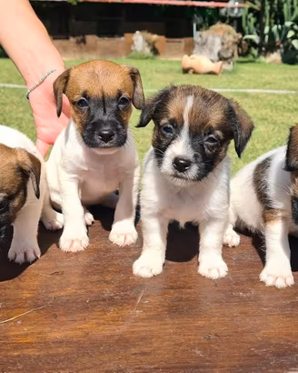 Jack russell zampa corta