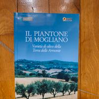 il piantone di Mogliano. olivo olivicoltura 