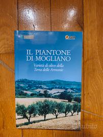 il piantone di Mogliano. olivo olivicoltura 