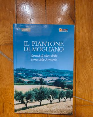 il piantone di Mogliano. olivo olivicoltura 