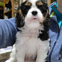 Cavalier king charles spaniel