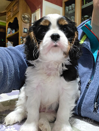 Cavalier king charles spaniel