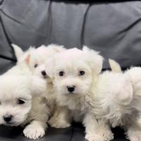 Maltese mini toy