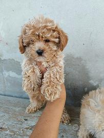 Maltipoo