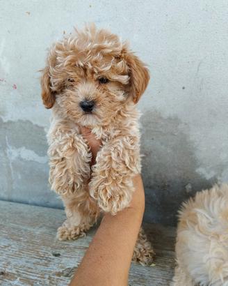 Maltipoo