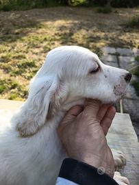 Splendidi cuccioli Setter Inglese