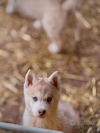 Cuccioli di siberian husky