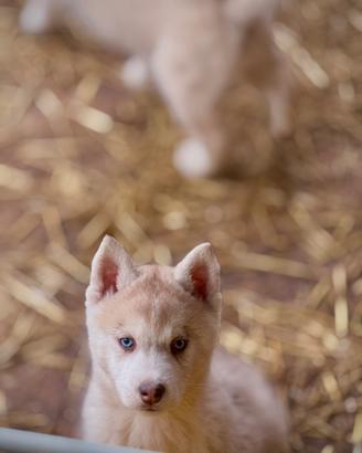 Cuccioli di siberian husky