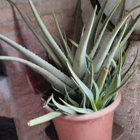  Aloe con vaso 60 euro