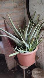  Aloe con vaso 60 euro