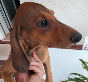 Cuccioli di segugio