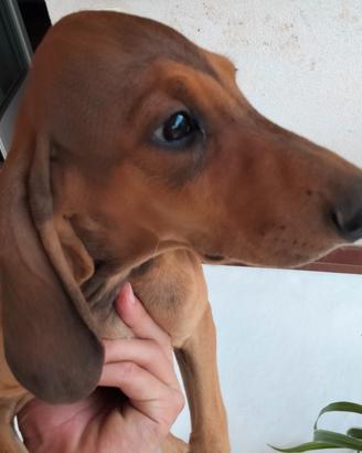 Cuccioli di segugio
