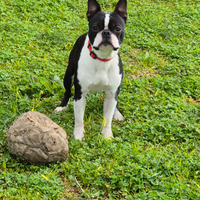 Boston terrir Disponibile per monte