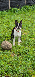 Boston terrir Disponibile per monte
