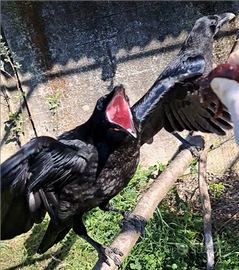 Corvi imperiali giovani 2025