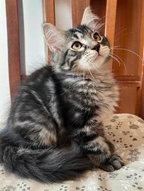 Gatti Siberiani 