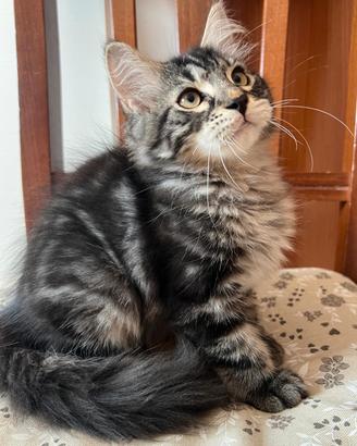 Gatti Siberiani 