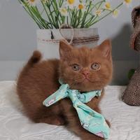 British Shorthair femmina
