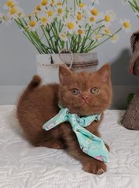 British Shorthair femmina