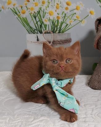 British Shorthair femmina