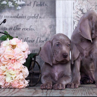 Cuccioli di weimaraner