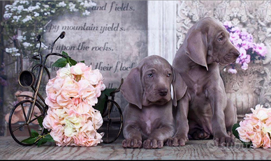 Cuccioli di weimaraner