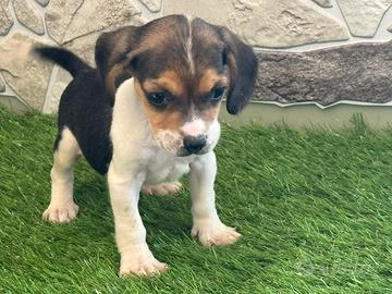 Beagle