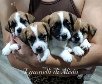 Cuccioli di Jack russell terrier con pedigree