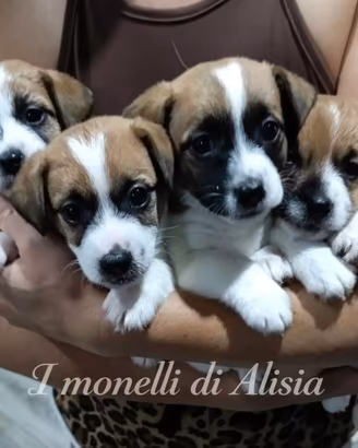 Cuccioli di Jack russell terrier con pedigree