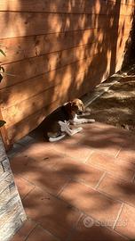 Beagle