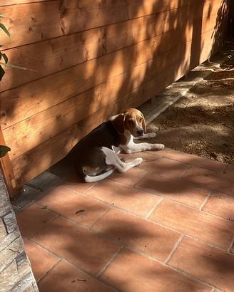 Beagle