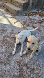 CUCCIOLI di taglia media 2 maschi e una femmina