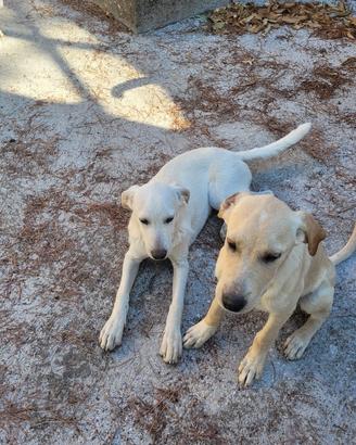 CUCCIOLI di taglia media 2 maschi e una femmina